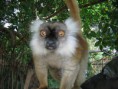 /album/galleria-foto-77/lemur-30-jpg/